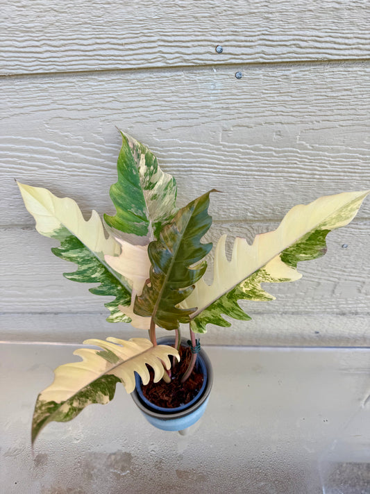 Philodendron Caramel Marble Variegated