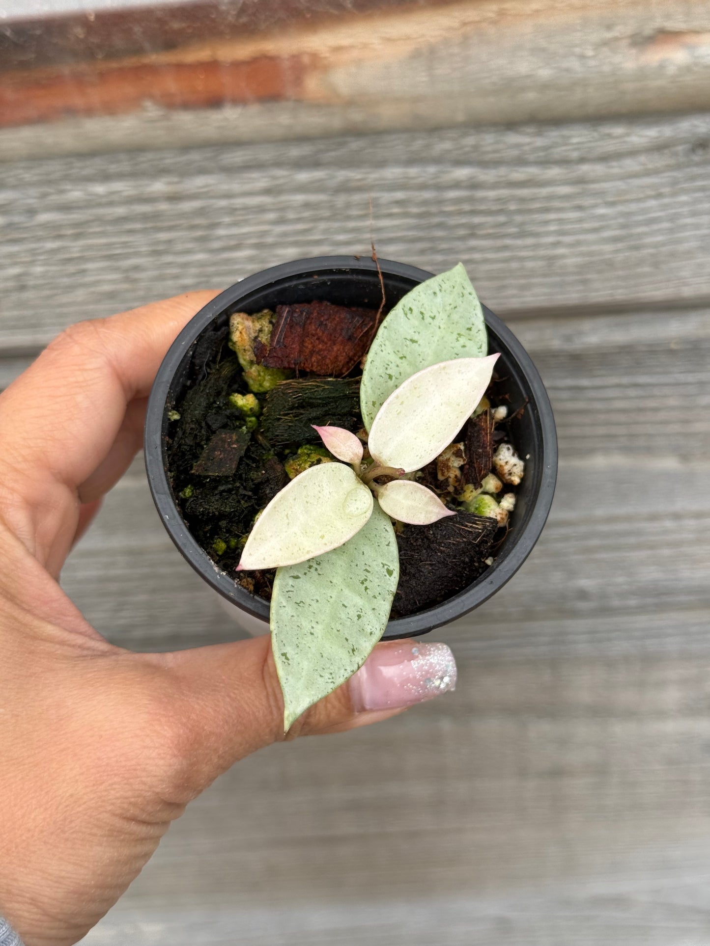 RARE Hoya Winter Pandora