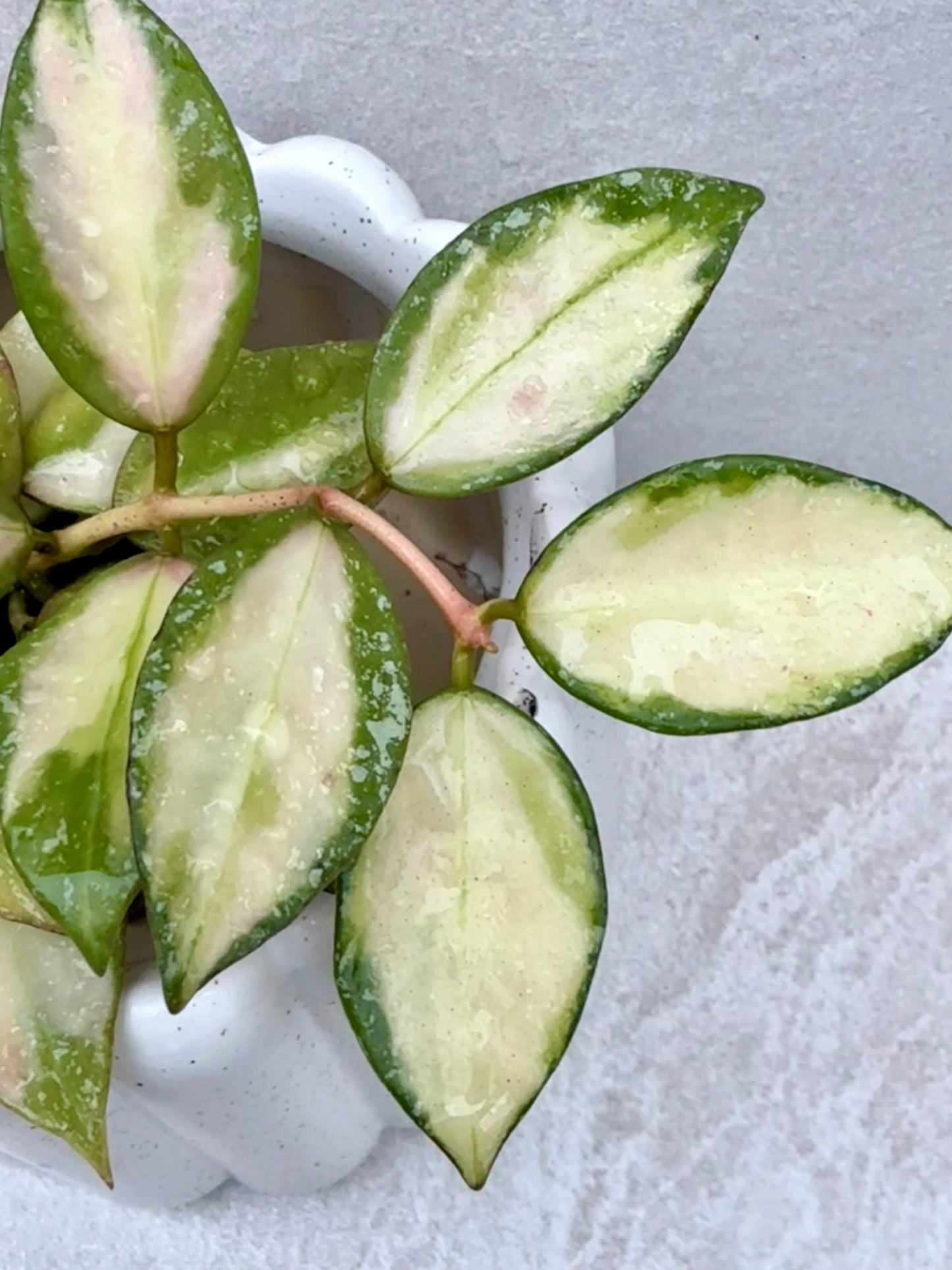 Hoya Nabawanensis variegated unrooted cutting (1 node, 2 leaves - grower’s choice
