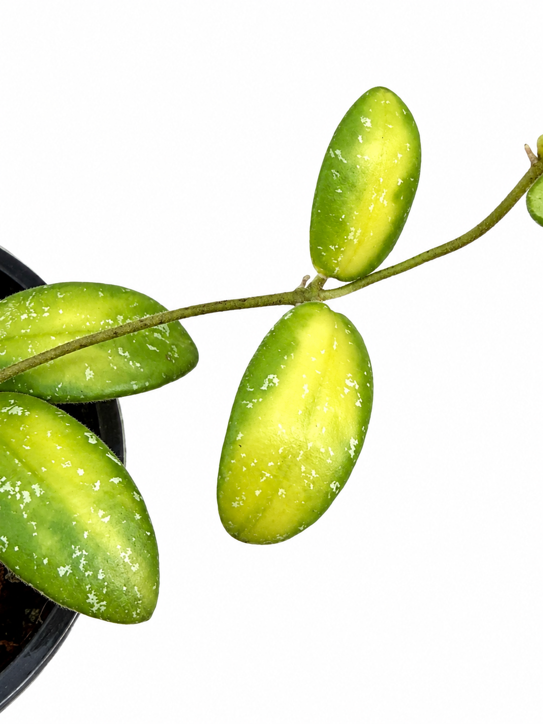 Hoya VL9 Variegated Unrooted Cutting (grower’s choice) (Copy)