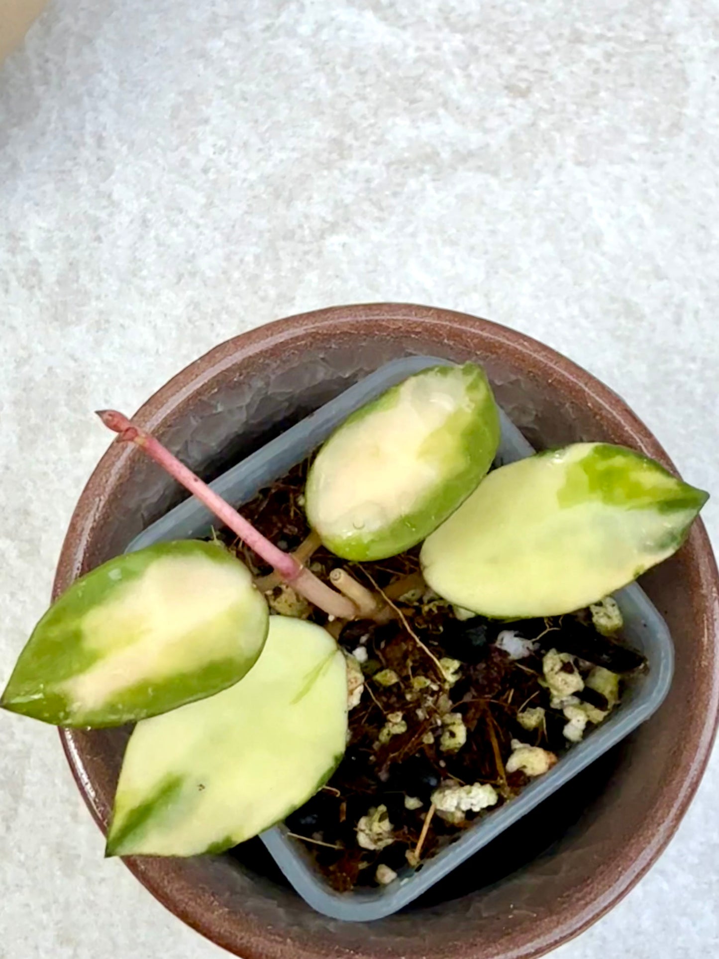 Hoya Lacunosa Minara Variegated