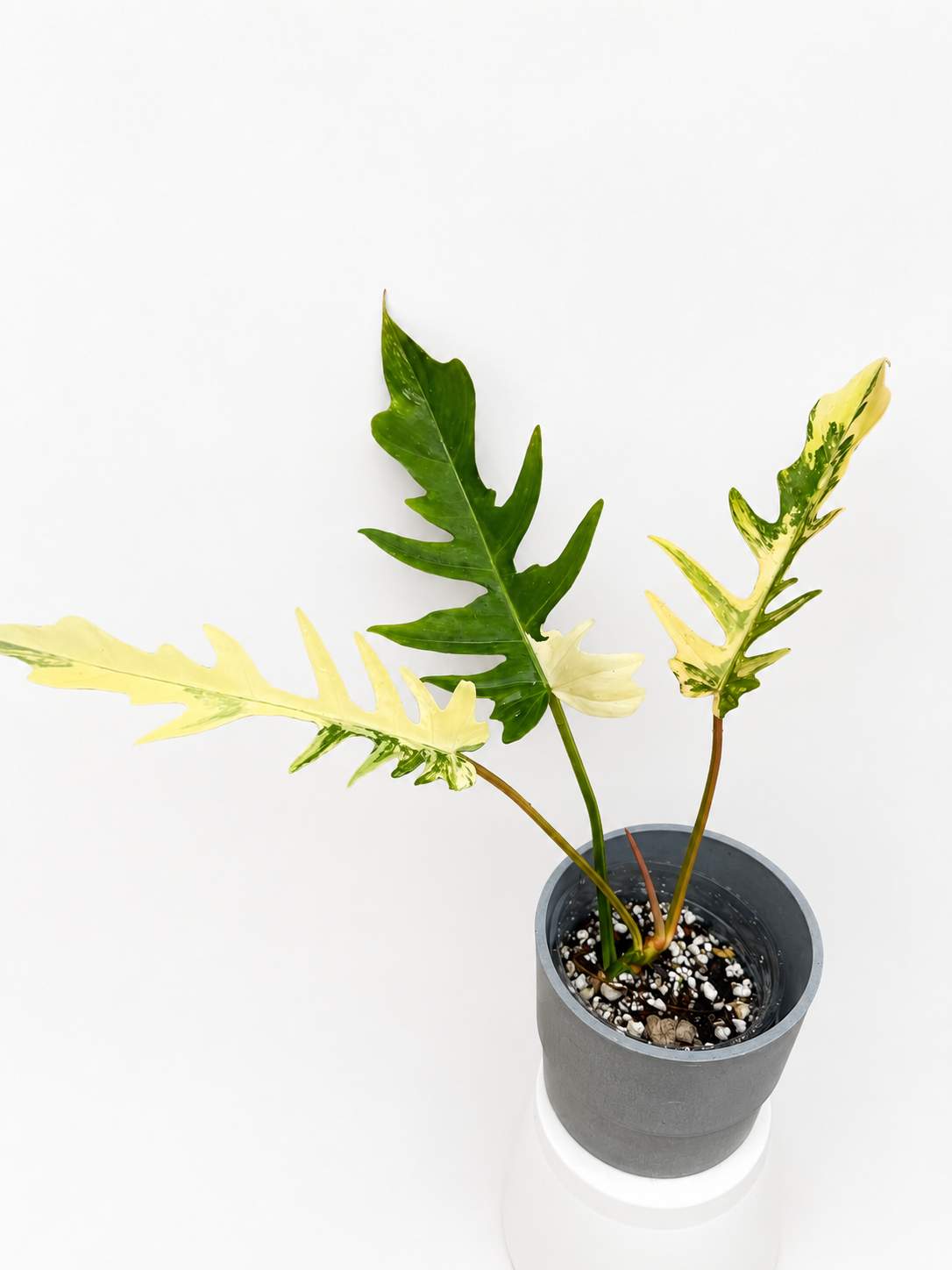 Philodendron Florida Beauty x Tortum