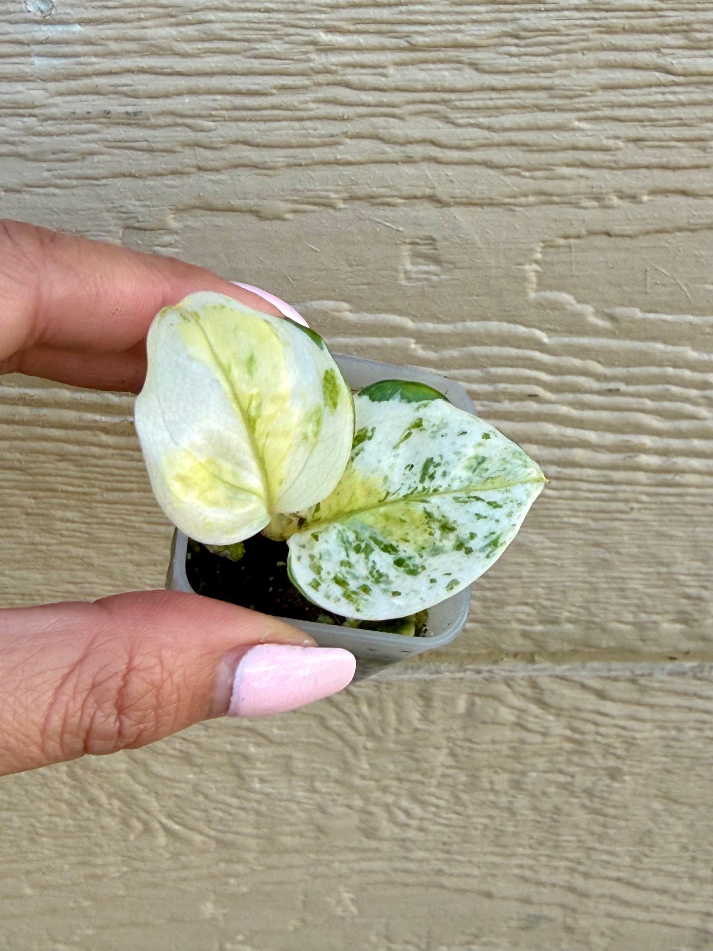 Japanese Global Pothos