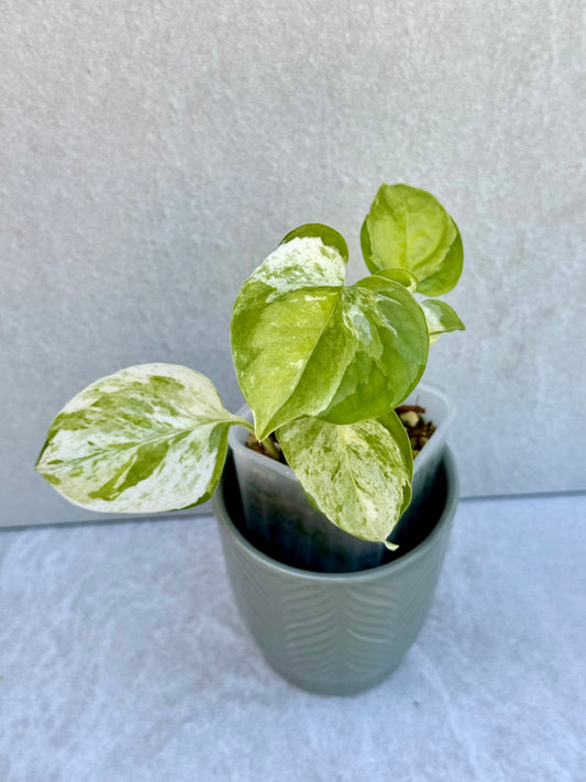 Japanese Global Pothos