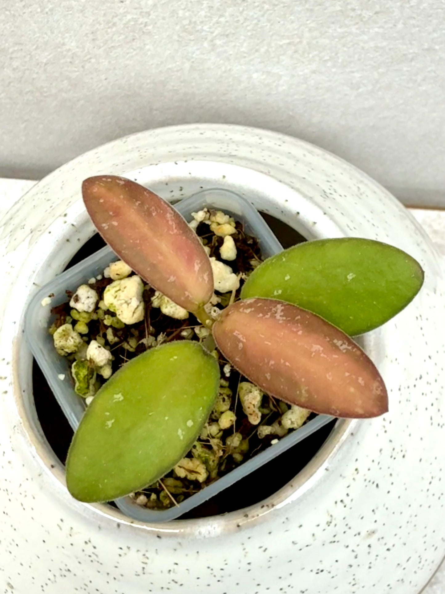 Hoya VL9 variegated