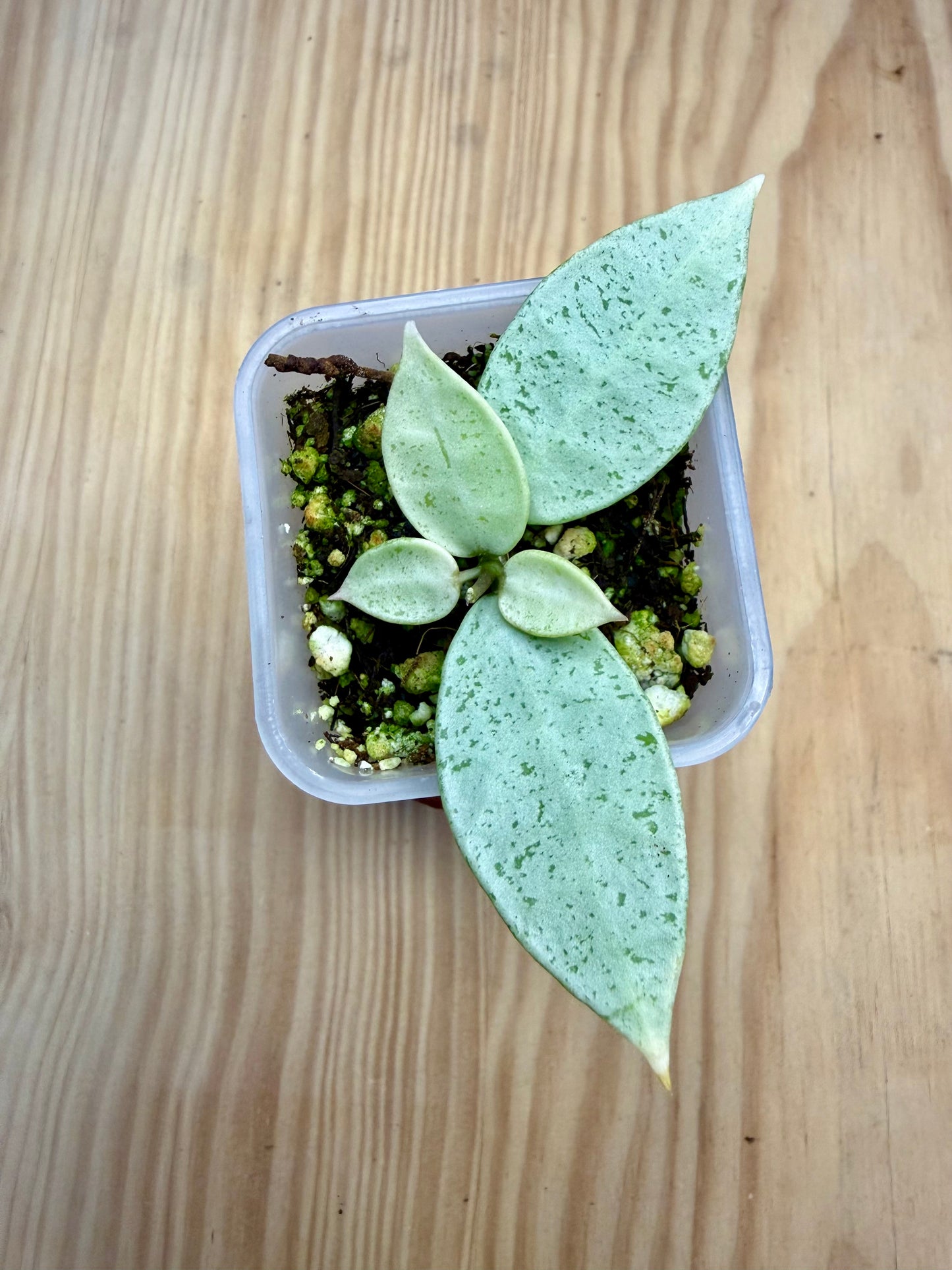 RARE Hoya Winter Pandora