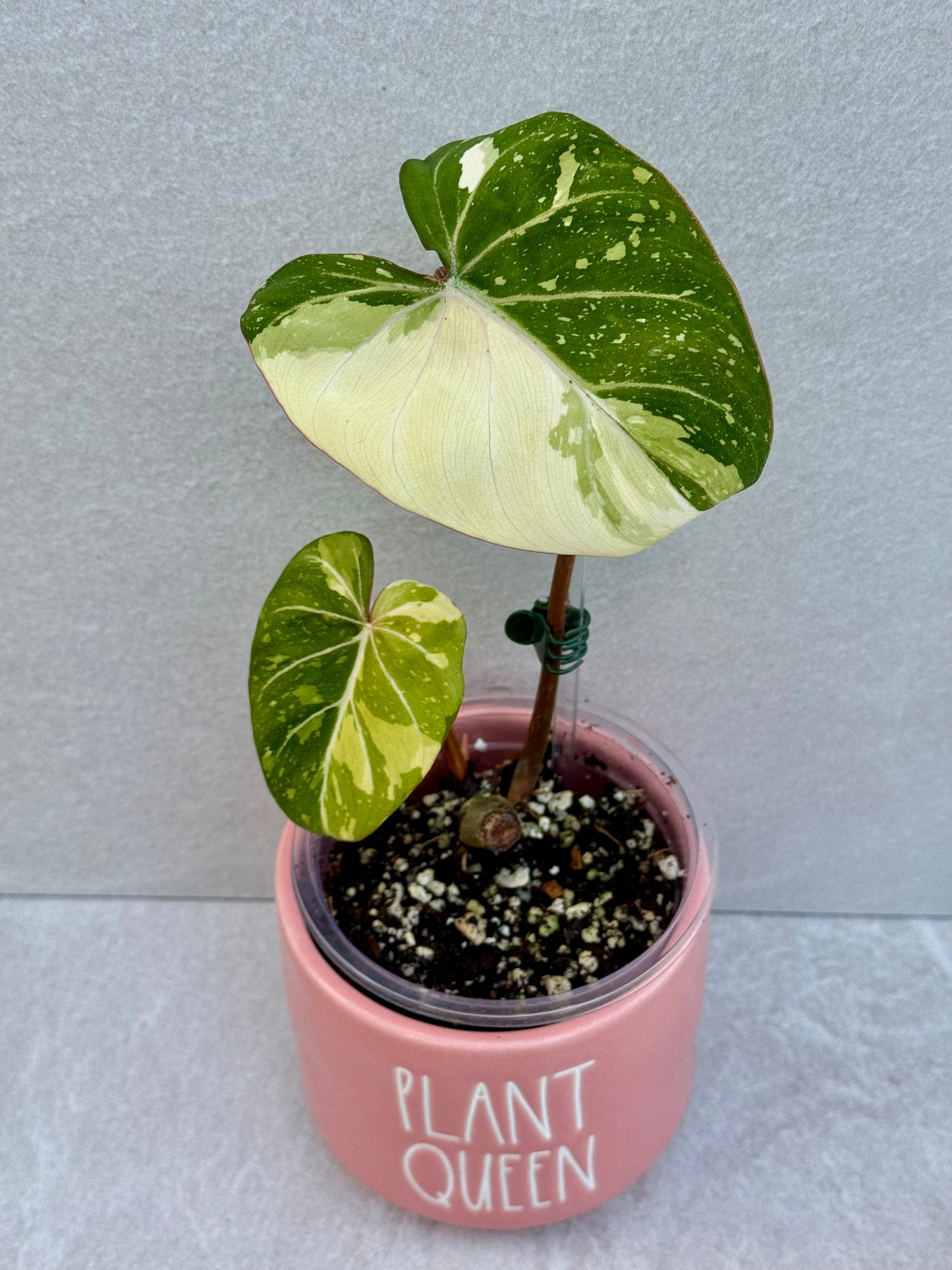 Philodendron Gloriosum Variegated