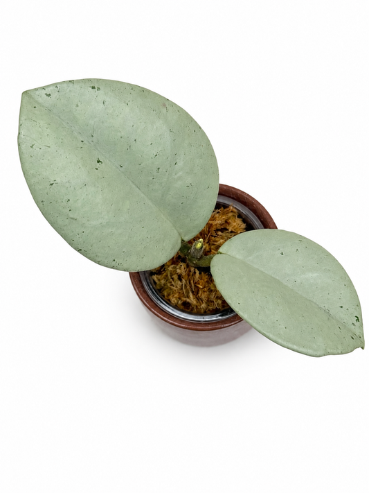 Hoya Carnosa TPQ-030 "Stardust Silver" - Unrooted Cutting - 1 node, 2 leaves - Grower's Choice