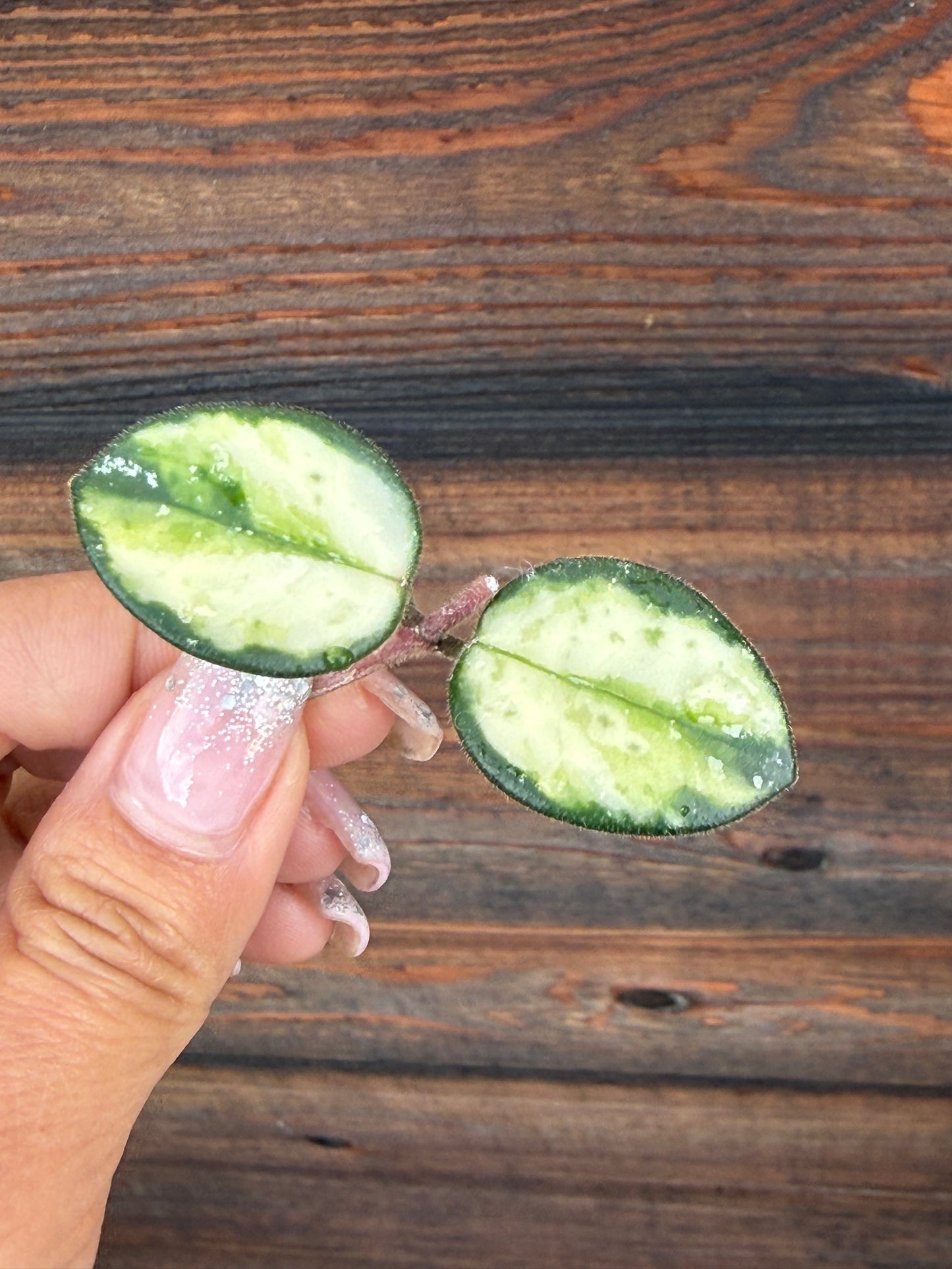Hoya Mathilde  Variegated Unrooted Cutting ( 1 node-2 leaves grower’s choice)
