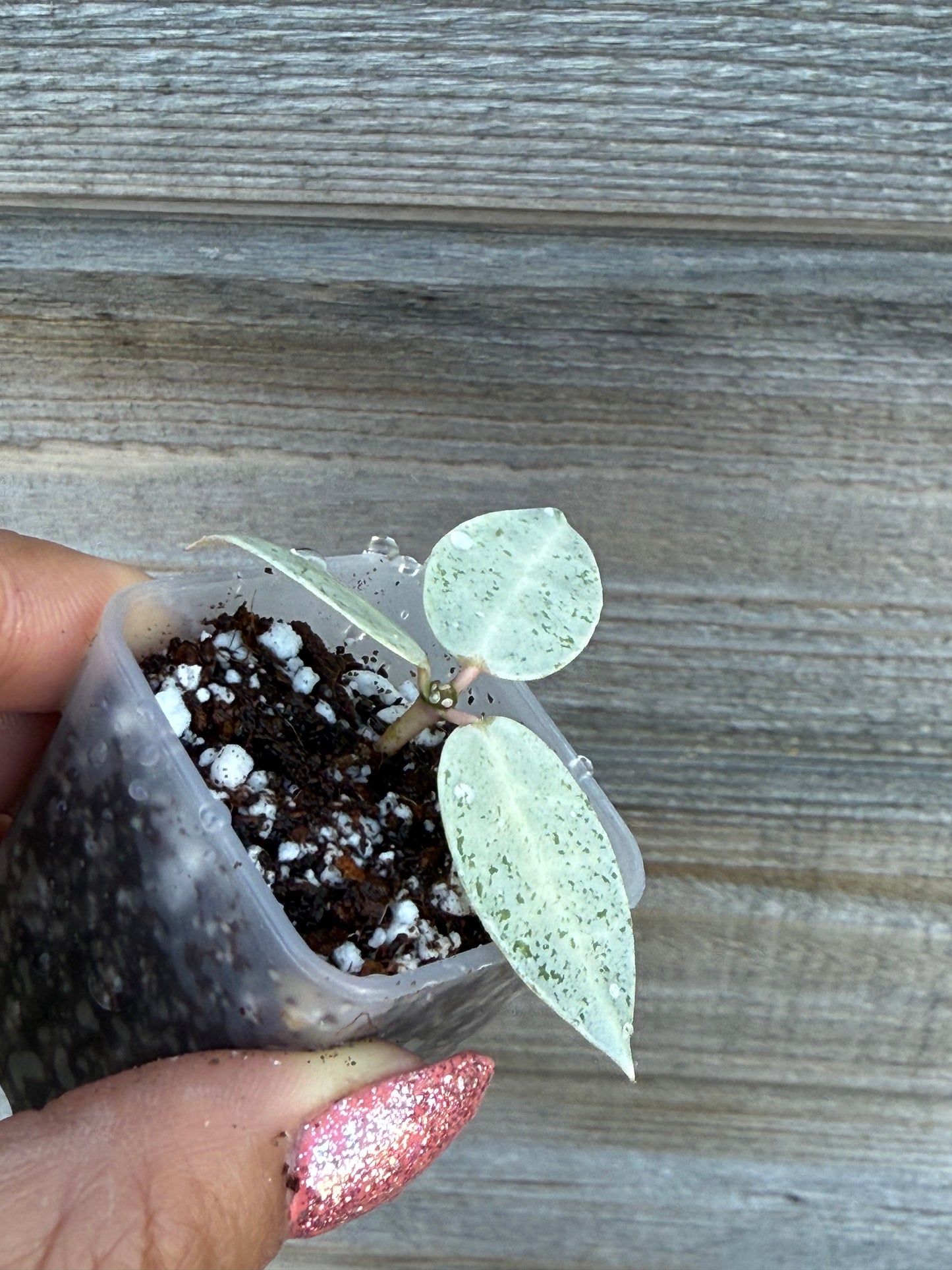 Hoya Winter Pandora