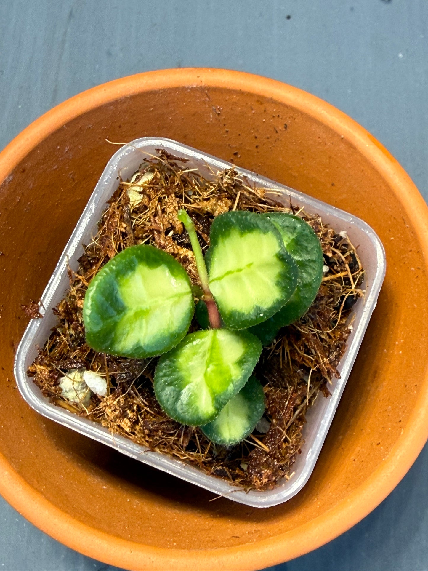 Hoya Tengchongensis Variegated