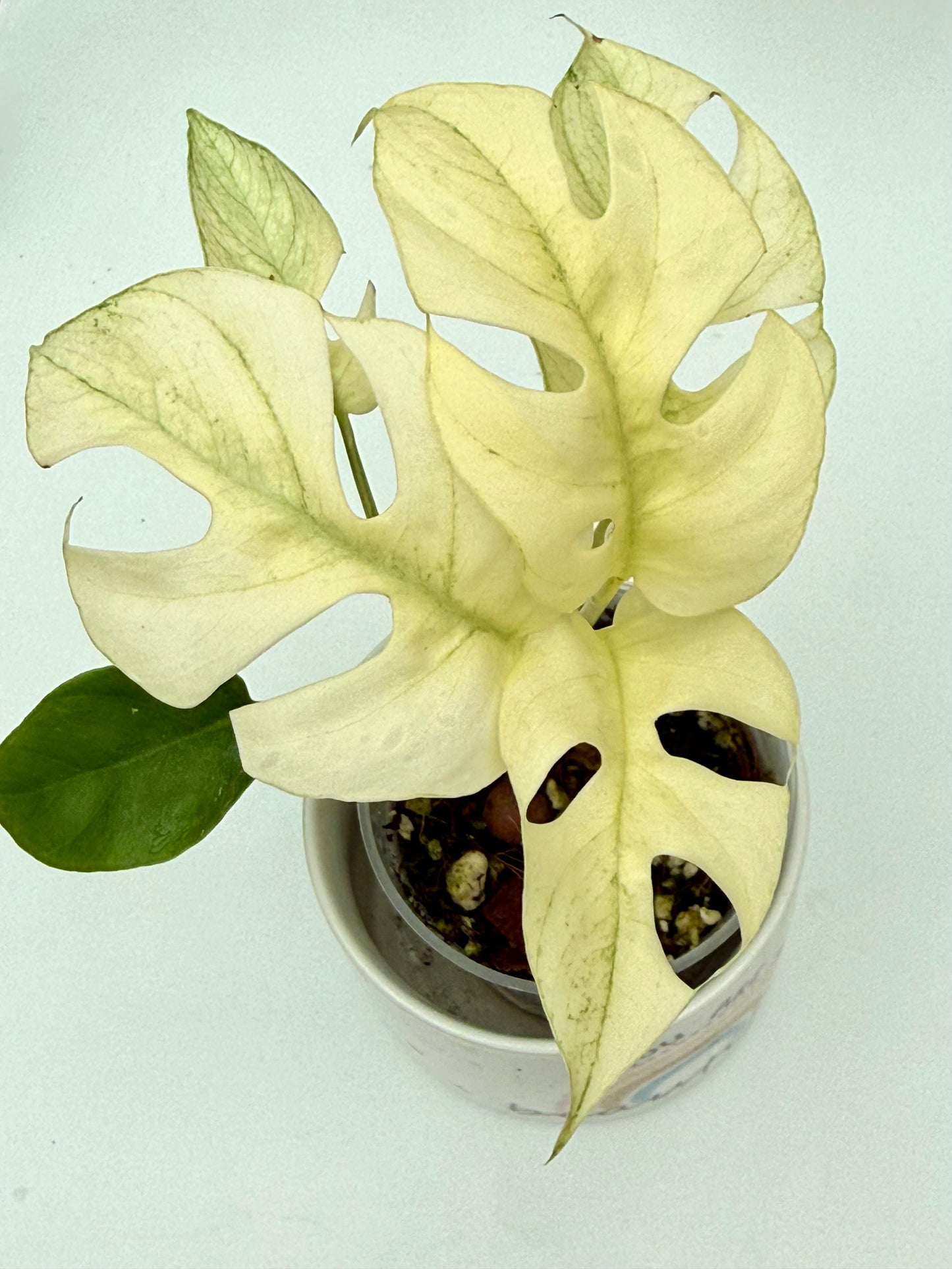 Rhaphidophora Tetrasperma White Monster