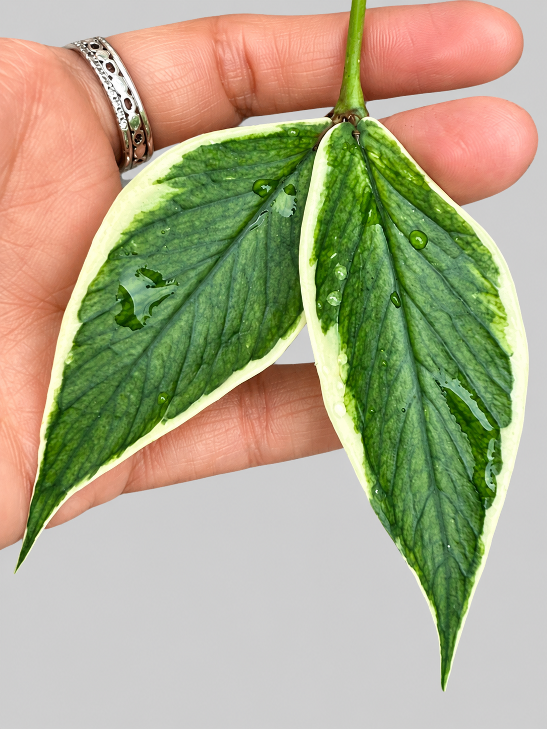 Hoya Polyneura Outer Variegated – Rare Hoya Unrooted Cutting