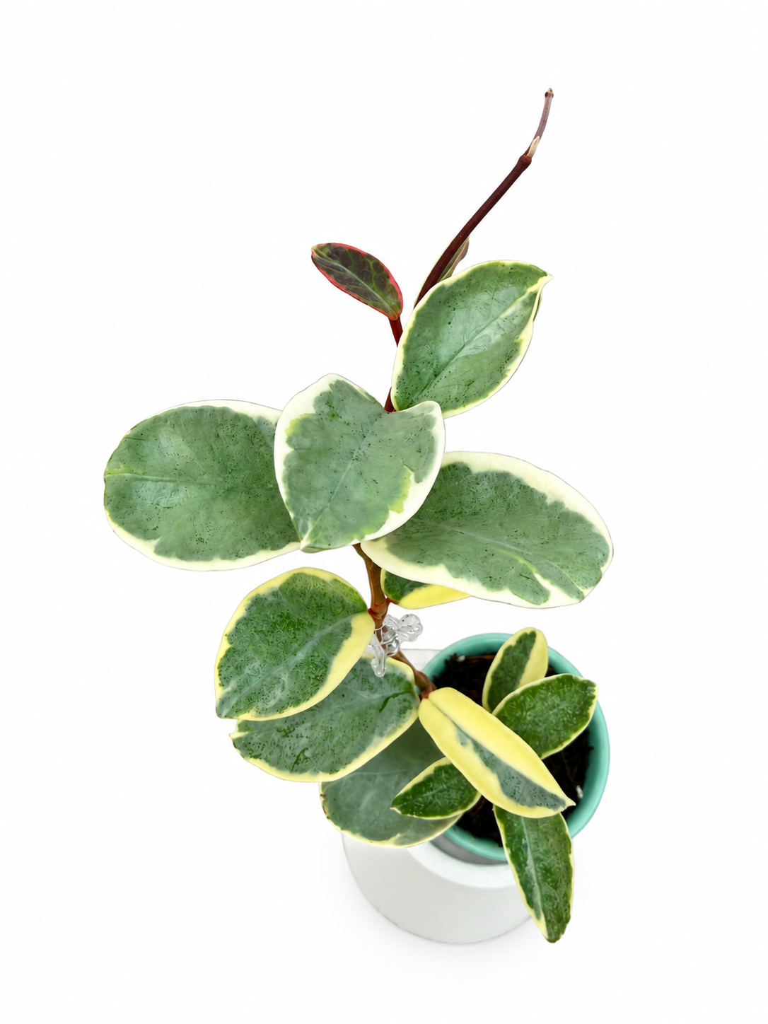 Hoya Carnosa Argentea Picta | Rare Variegated Hoya Unrooted Cutting