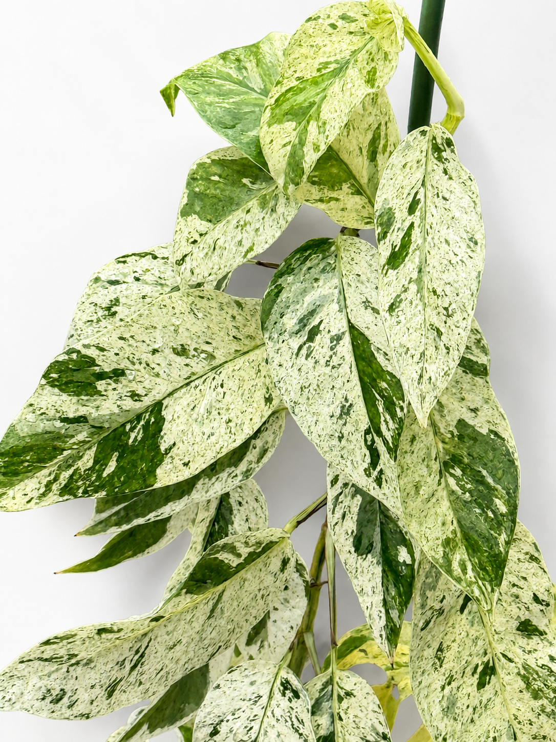 Epipremnum Hanoman Sp. Bali – Rare Unrooted Aroid Cutting