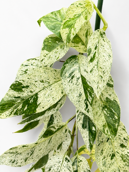 Epipremnum Hanoman Sp. Bali – Rare Unrooted Aroid Cutting