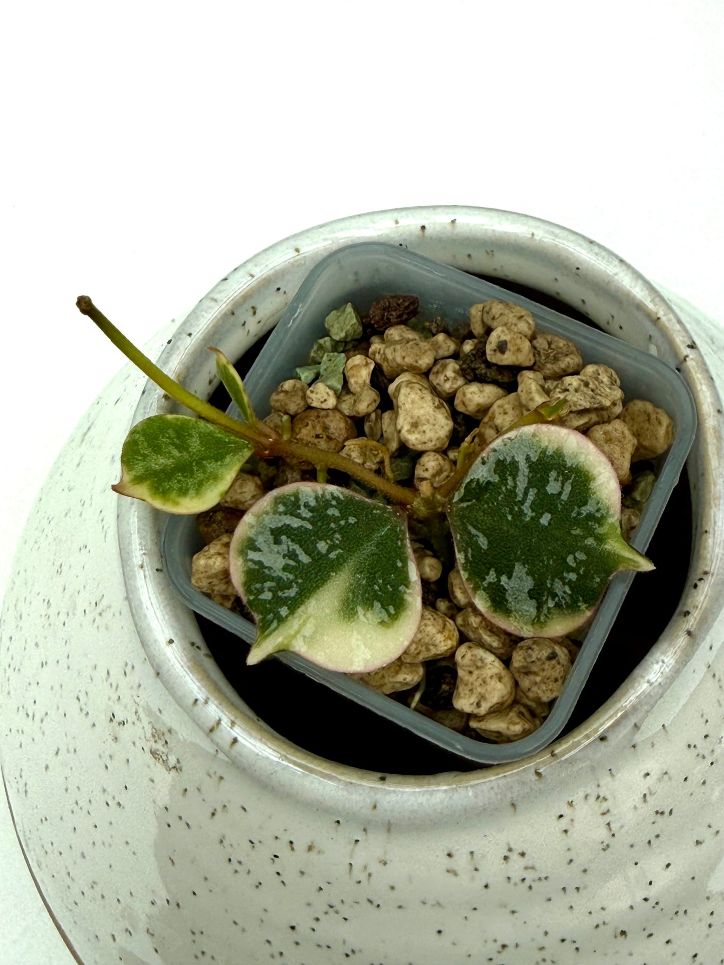 Hoya Curtisi Outer Variegated