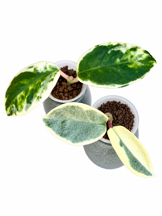 Rare Hoya Rooted Combo – Argentea Picta & Madara Snow Angel