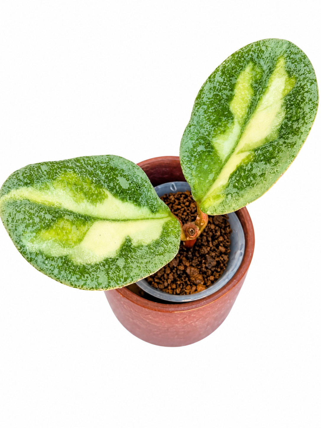 Hoya Carnosa ‘Argentea Princess’ – Rare Variegated Hoya Exact Rooted Plant