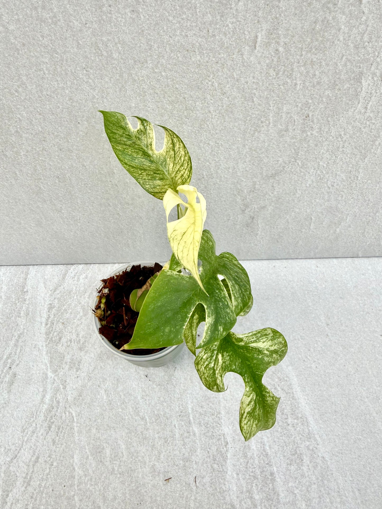 Rhaphidophora Tetrasperma White Monster