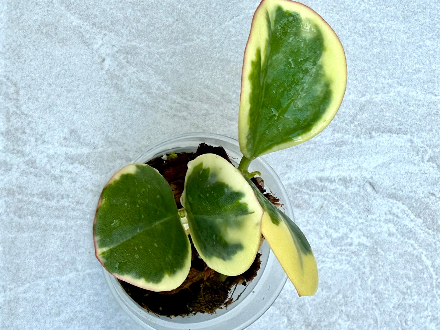 Hoya Pachyclada Variegated