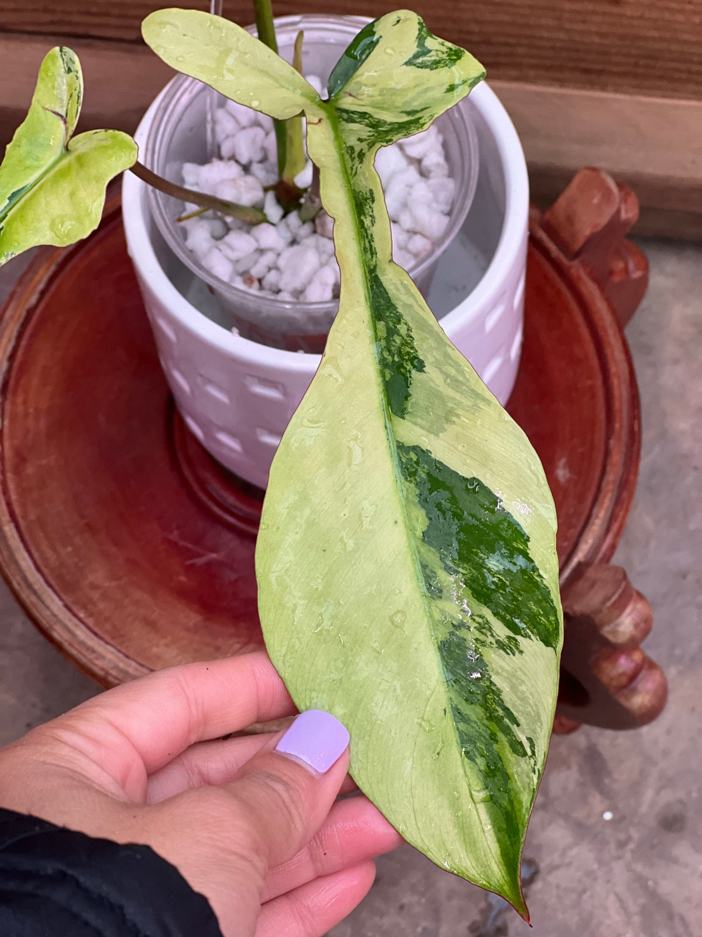 Philodendron Joepii Variegated