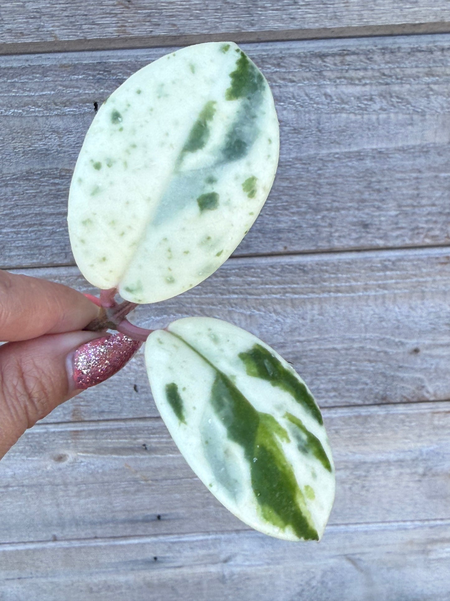 Hoya Madara Snow Angel unrooted cutting (1 node, 2 leaves - grower’s choice)