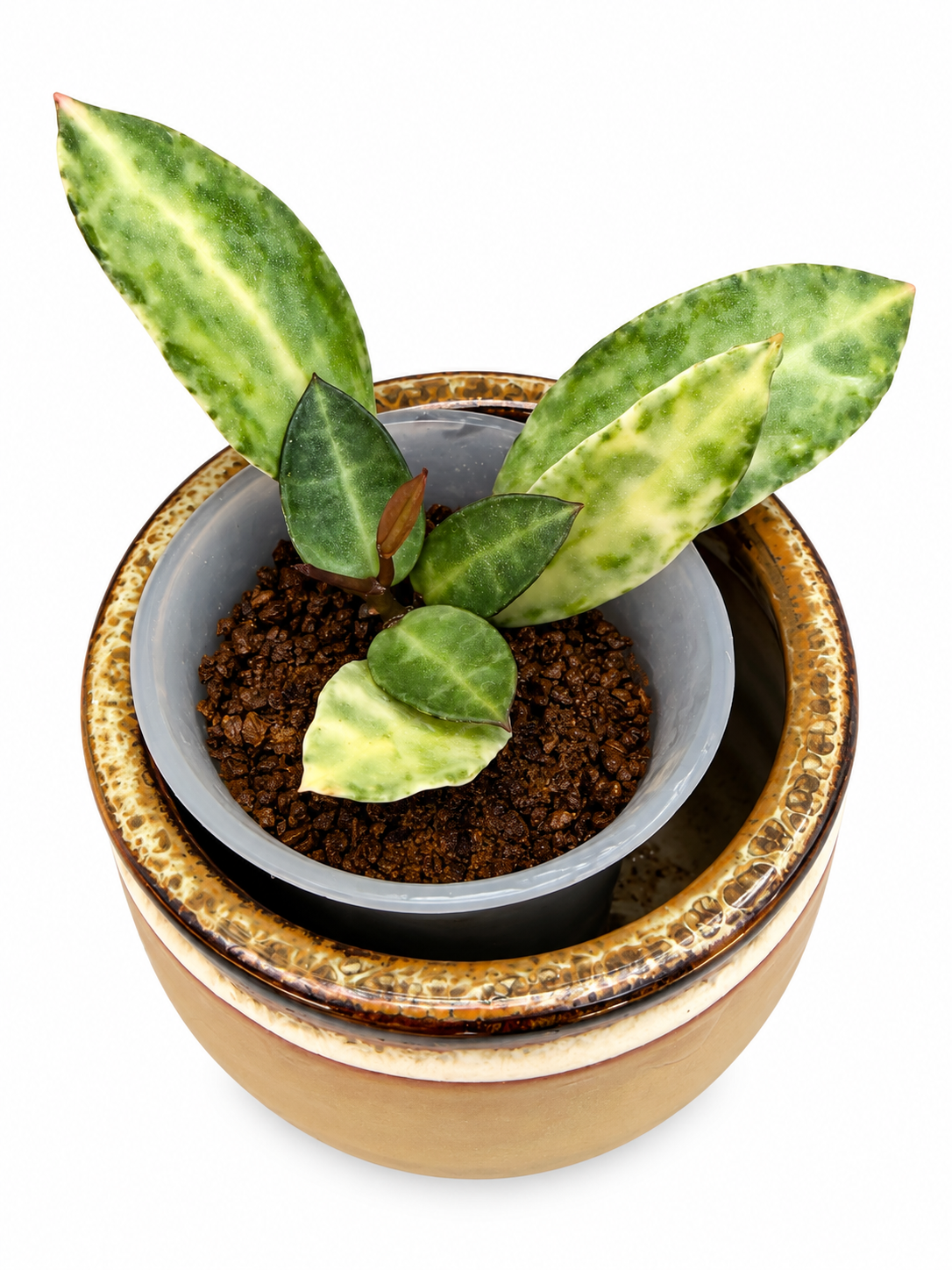 Hoya Lacunosa Peridot
