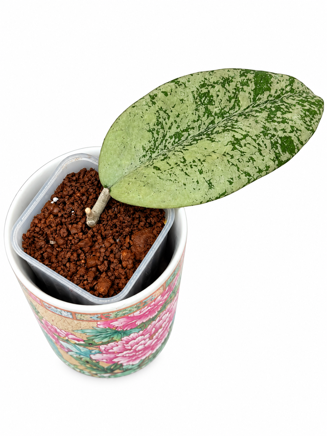 Hoya Ponorogo Silver – Rare Hoya Exact Rooted Plant