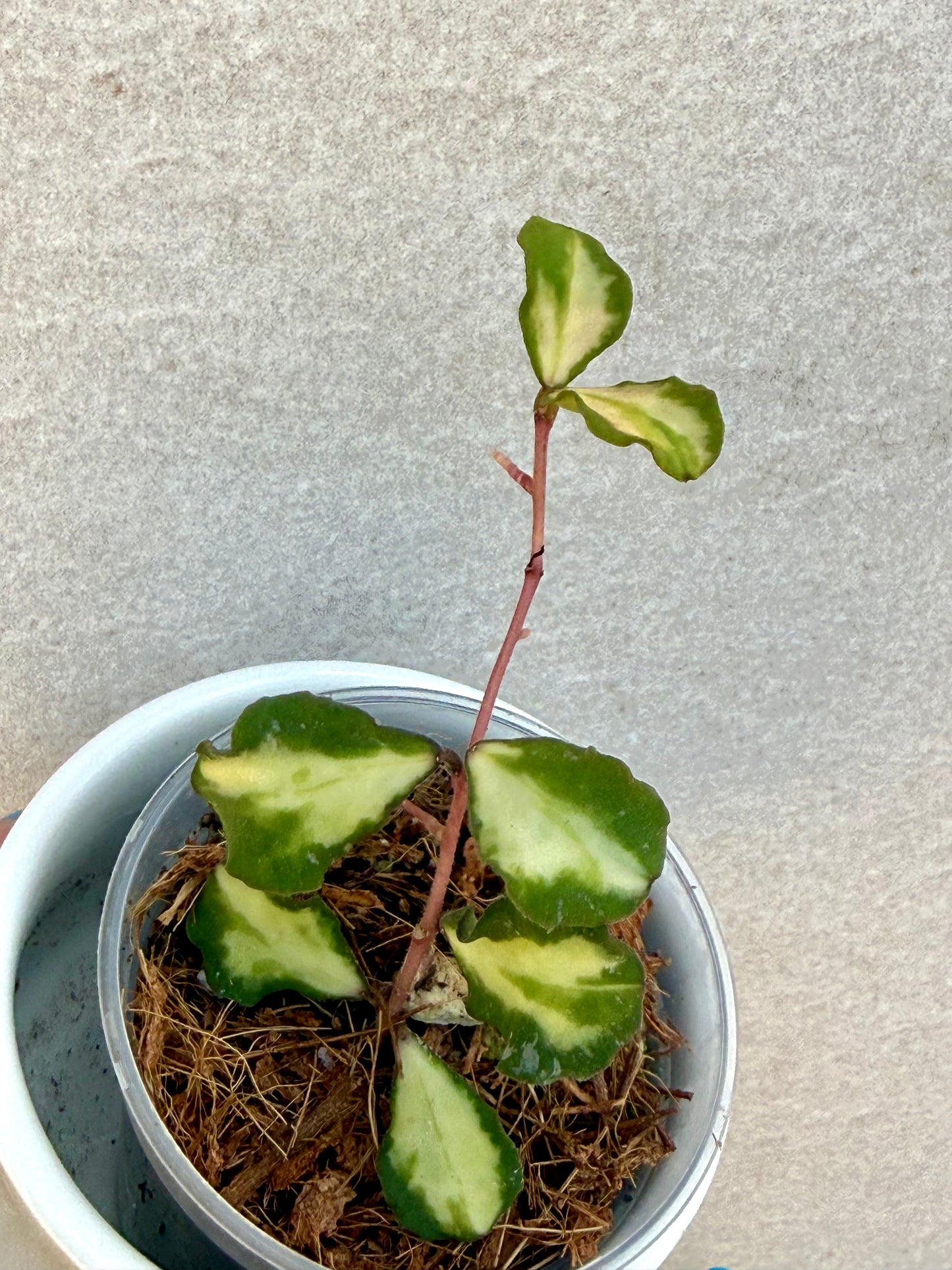 Hoya Kanyakumarian Variegated