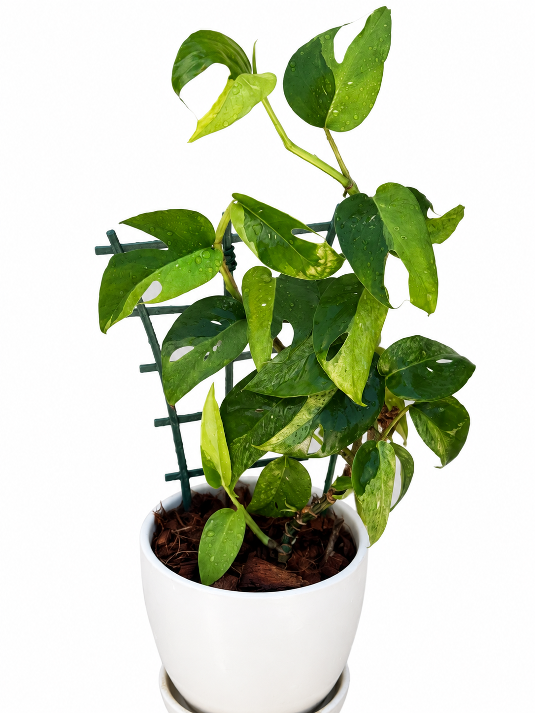 Epipremnum Pinnatum ‘Phuket’ | Variegated Unrooted Cutting