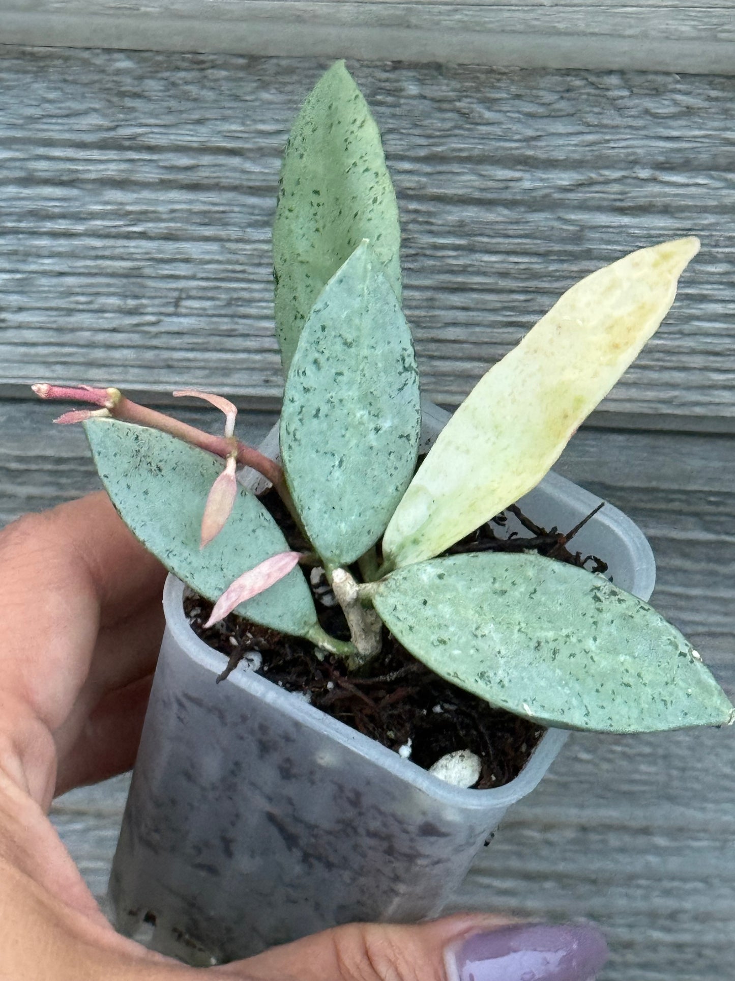 Hoya Winter Pandora
