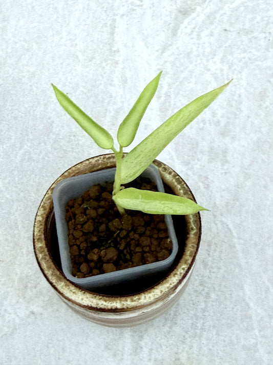 Hoya Burmanica Silver