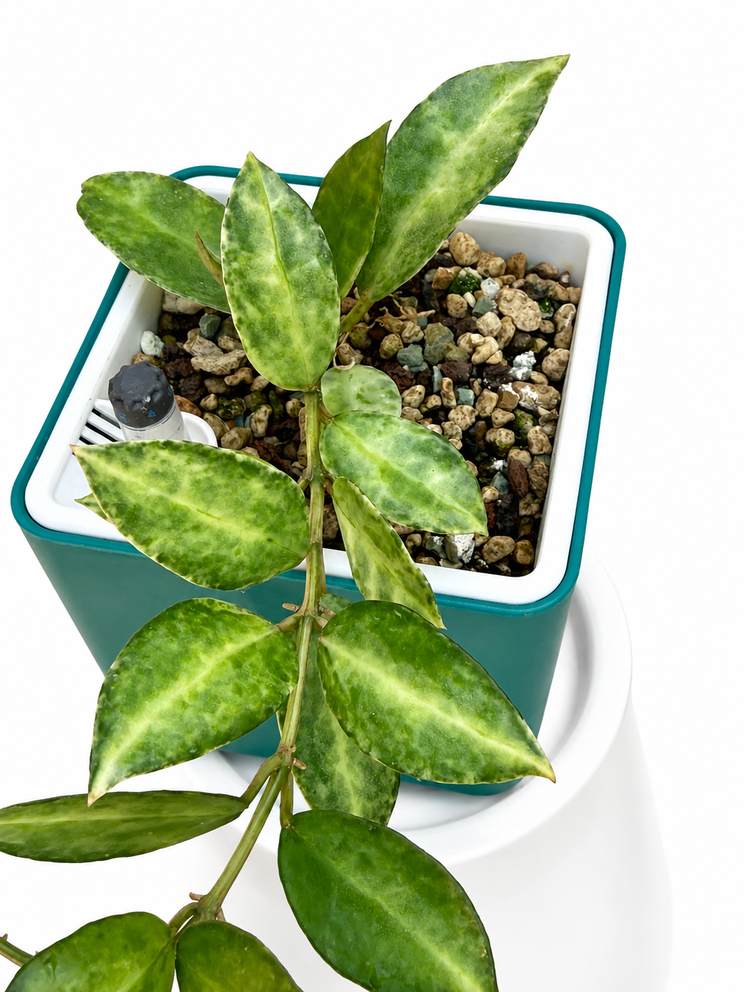Rare Hoya Lacunosa Peridot | Unrooted Cutting