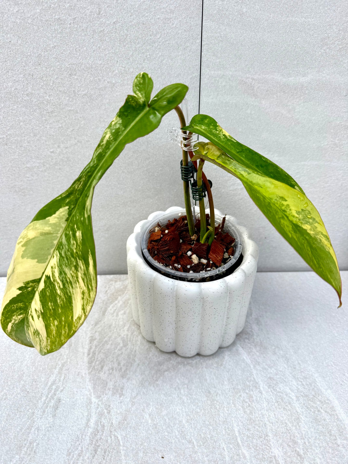 Philodendron Joepii Variegated