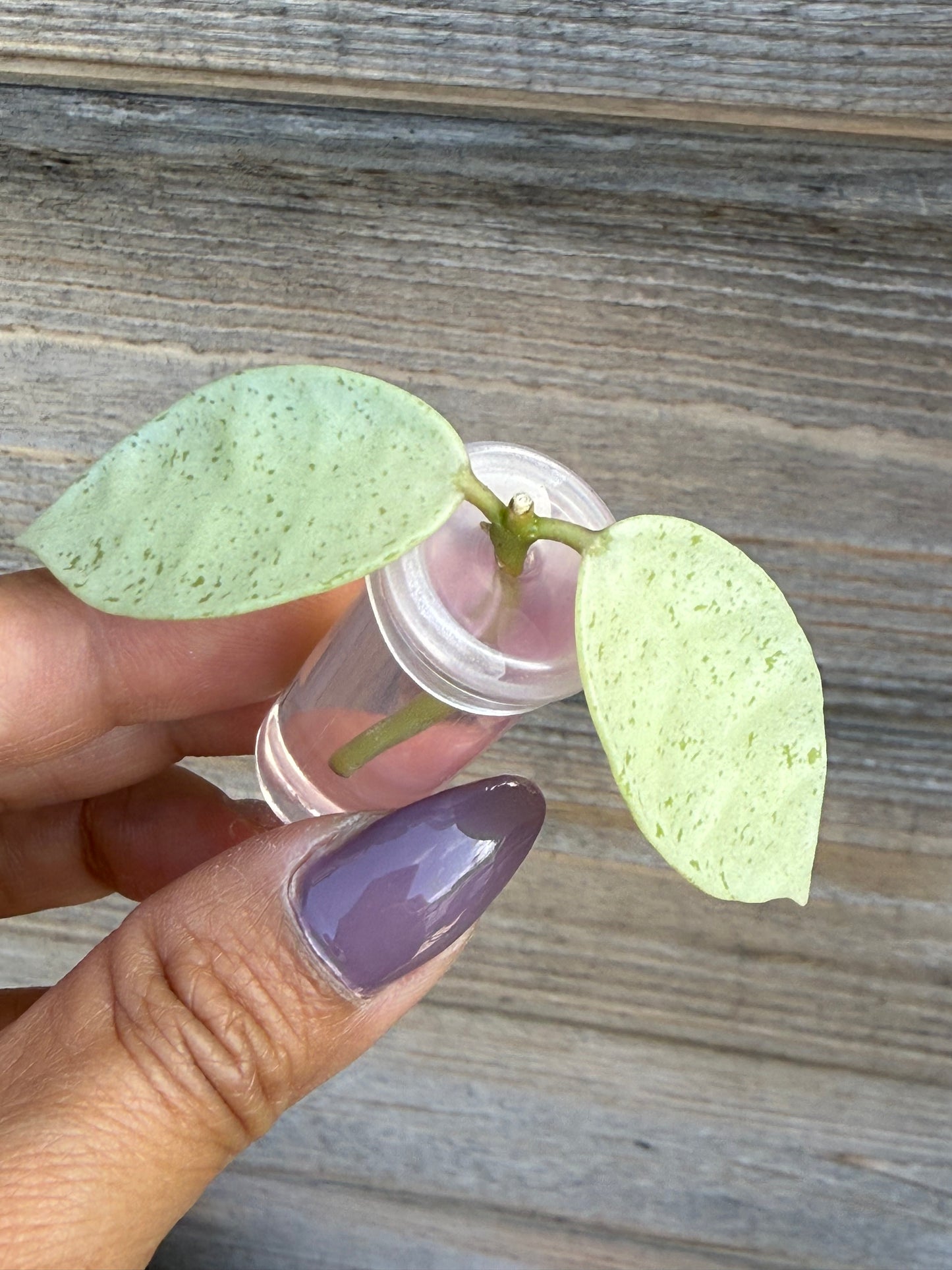 Hoya Winter Pandora Cutting (grower’s choice)