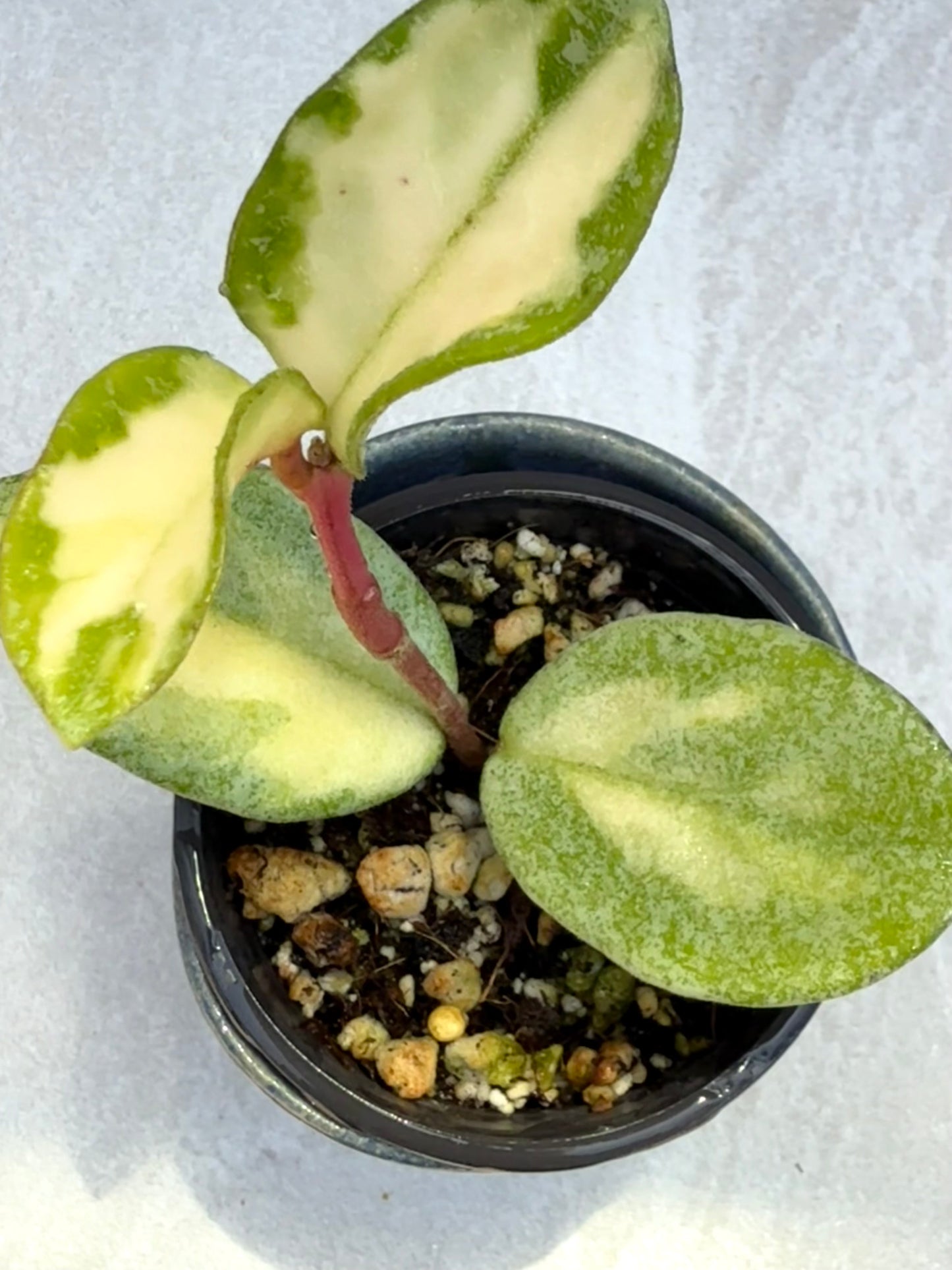 Hoya Argentea Princess