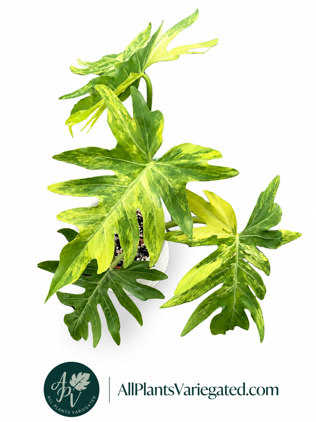 Rare Variegated Philodendron Radiatum Aurea | Rooted Plant | Collector Aroid