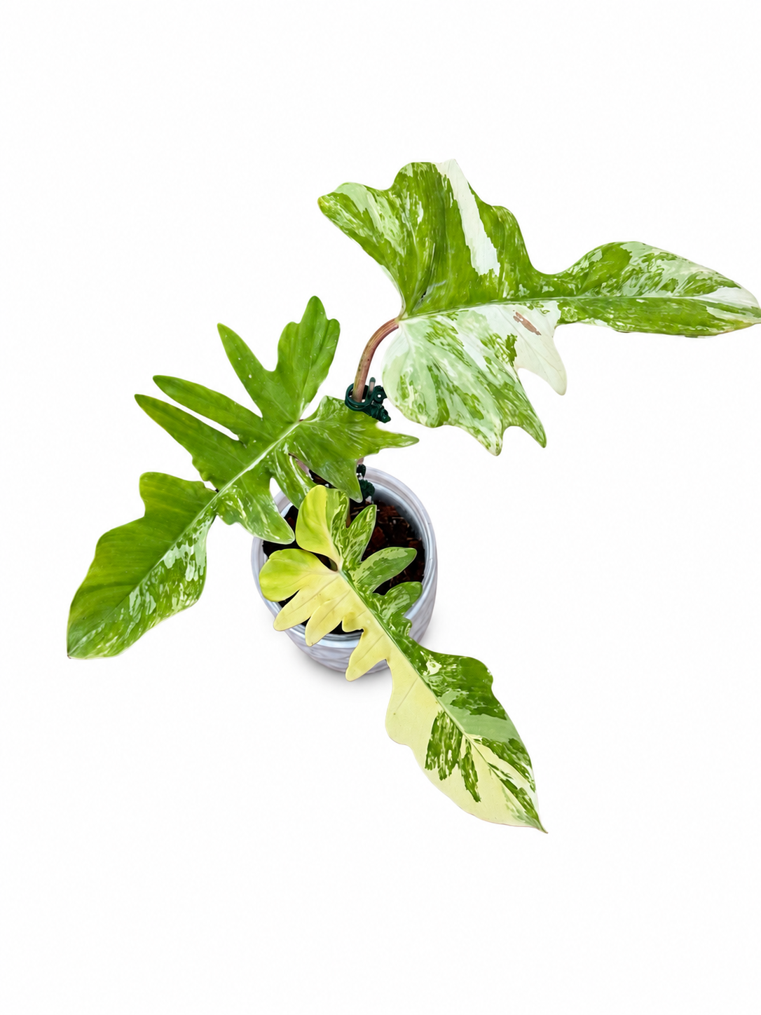 Philodendron Flobe x Mayoi Variegated