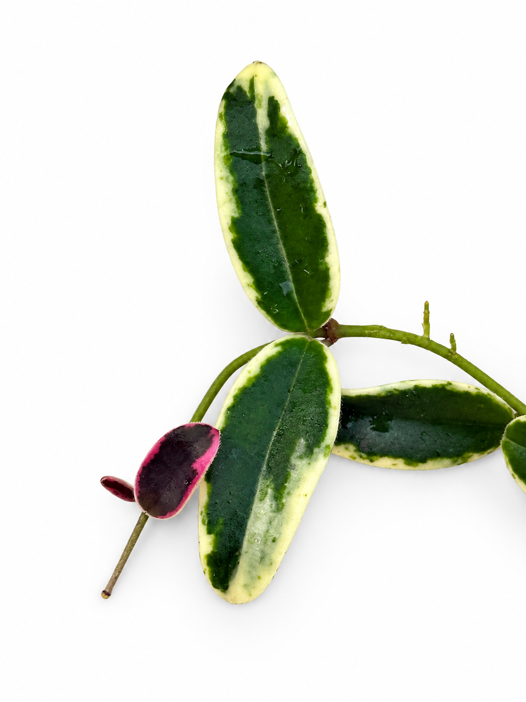 Hoya Lyi ‘Prism’ Variegated – Rare Hoya Unrooted Cutting