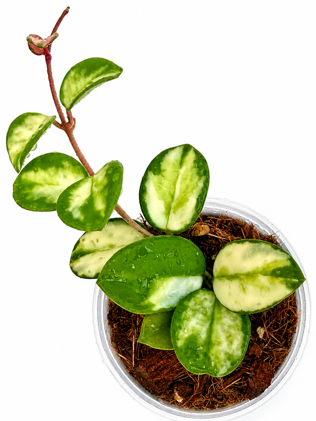 Hoya Mathilde Variegated