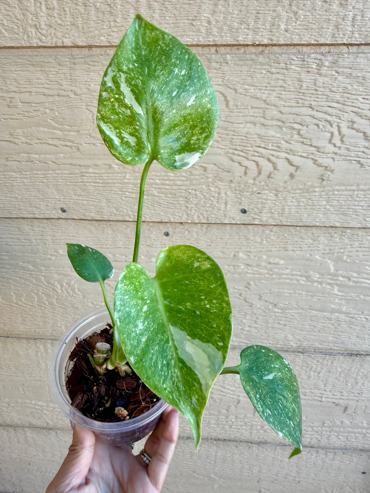 Monstera Thai Constellation ‘Platinum’