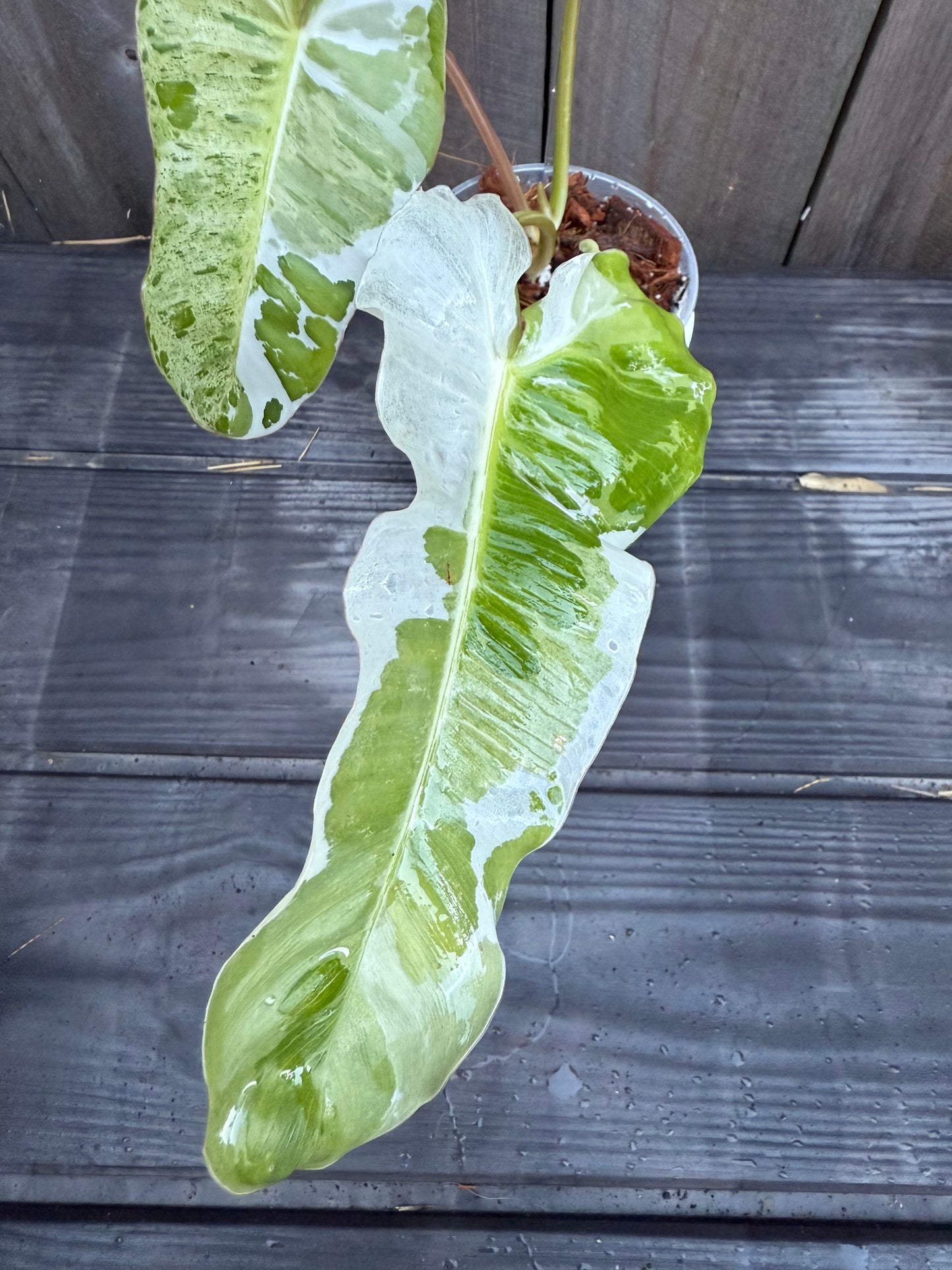 Philodendron Paraiso Albo