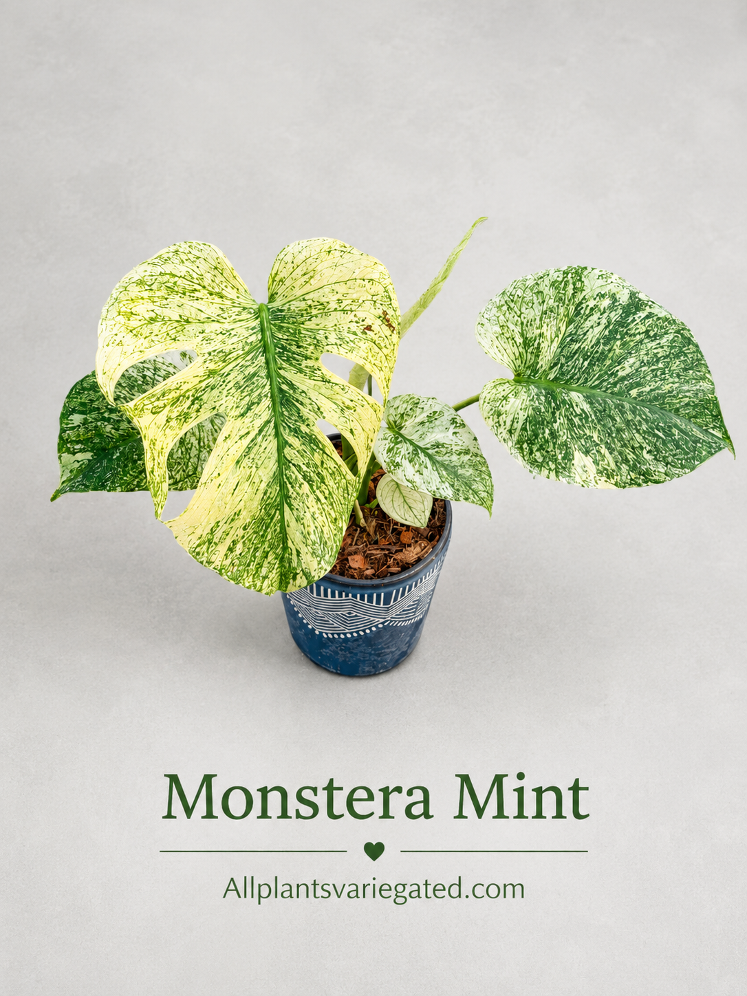 Monstera Mint Variegated | Rooted Variegated Monstera