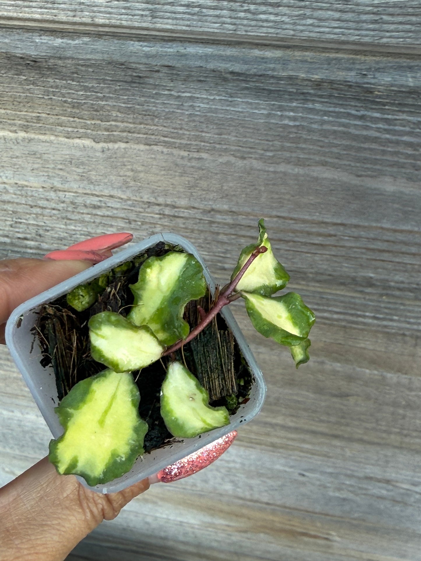 Hoya Kanyakumarian Variegated