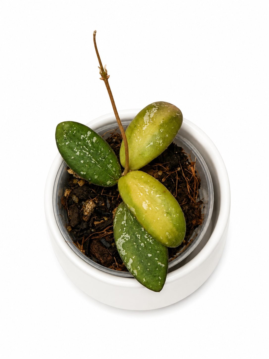 Hoya VL9 variegated