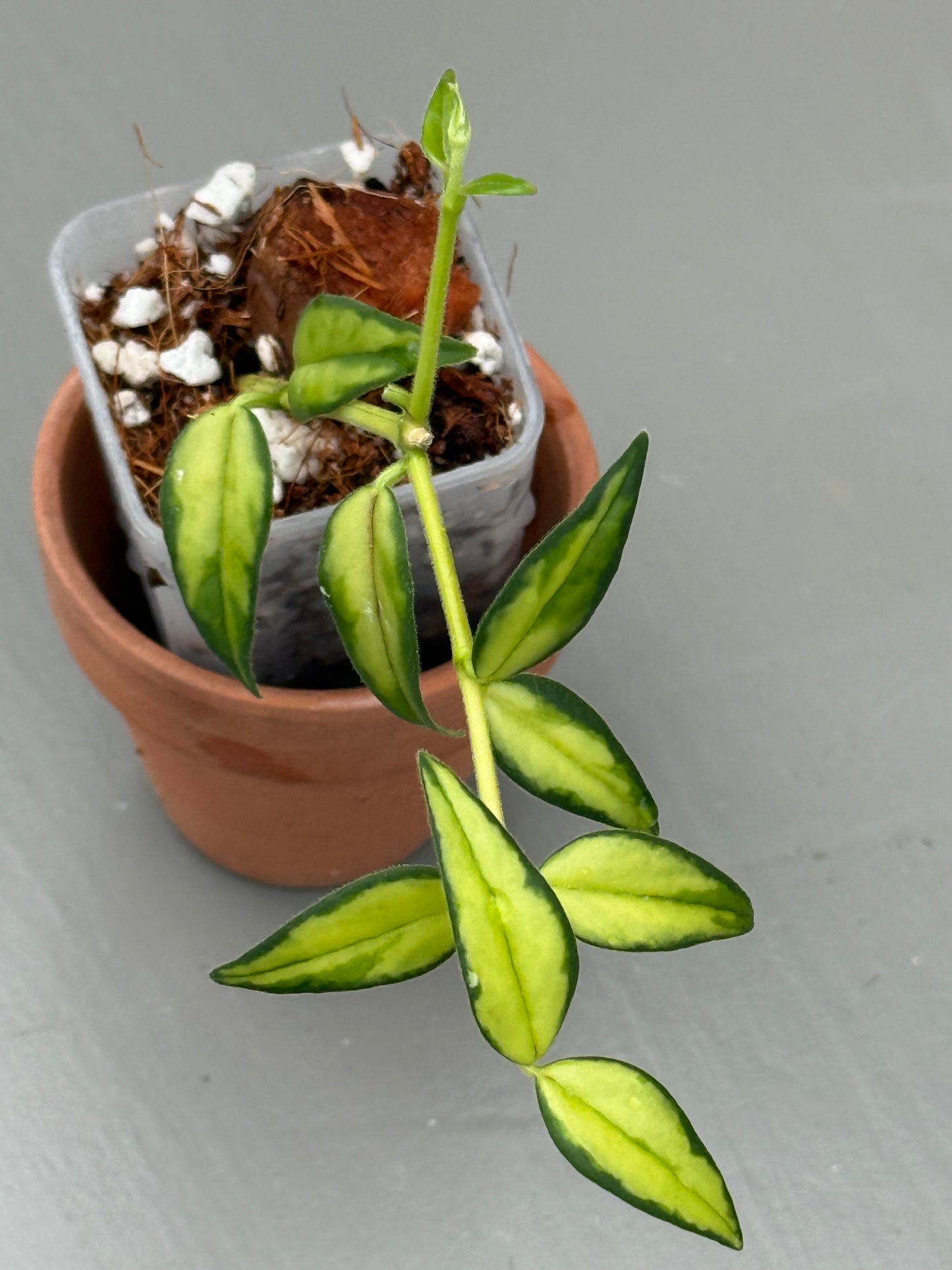 Hoya Bella Inner Variegated (grower’s choice)