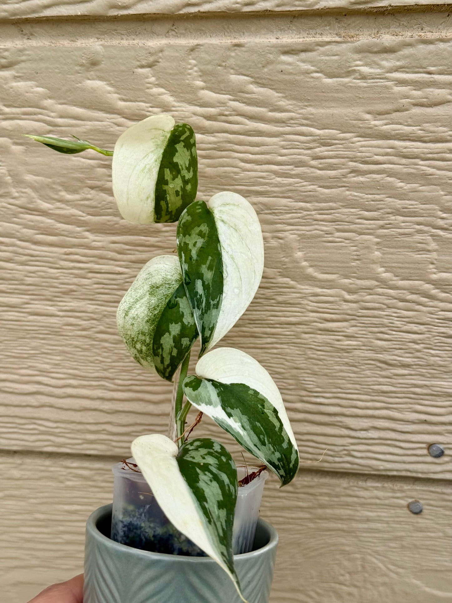 Scindapsus Mayari Variegated