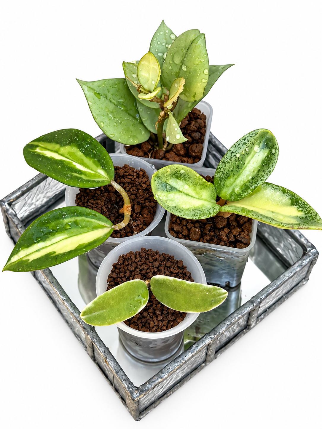 Rare Variegated Hoya 4-Plant Combo – Kirana Silver, Nganjuk Inner Variegated, Lyi ‘Prism’ & Argentea Princess | Rooted Plants