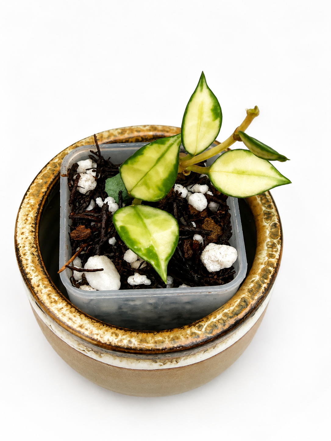 Hoya Lacunosa Variegated Bundle – Asami Clone, Minara, Bruno Tricolor & Leopard Skin